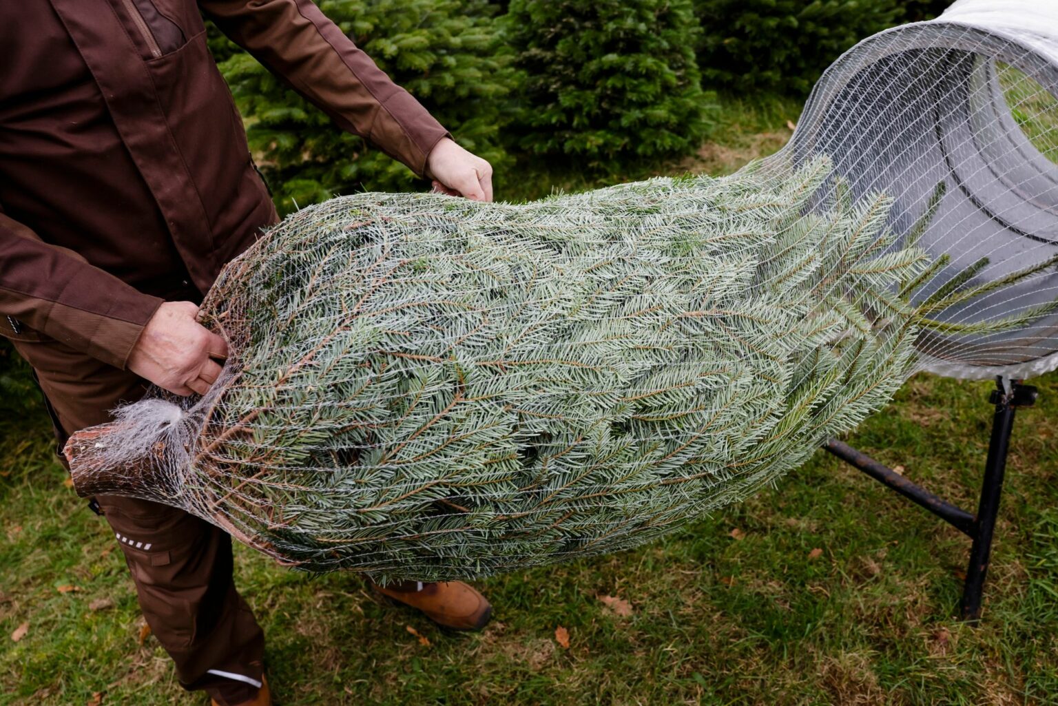 Preise für Weihnachtsbäume bleiben stabil