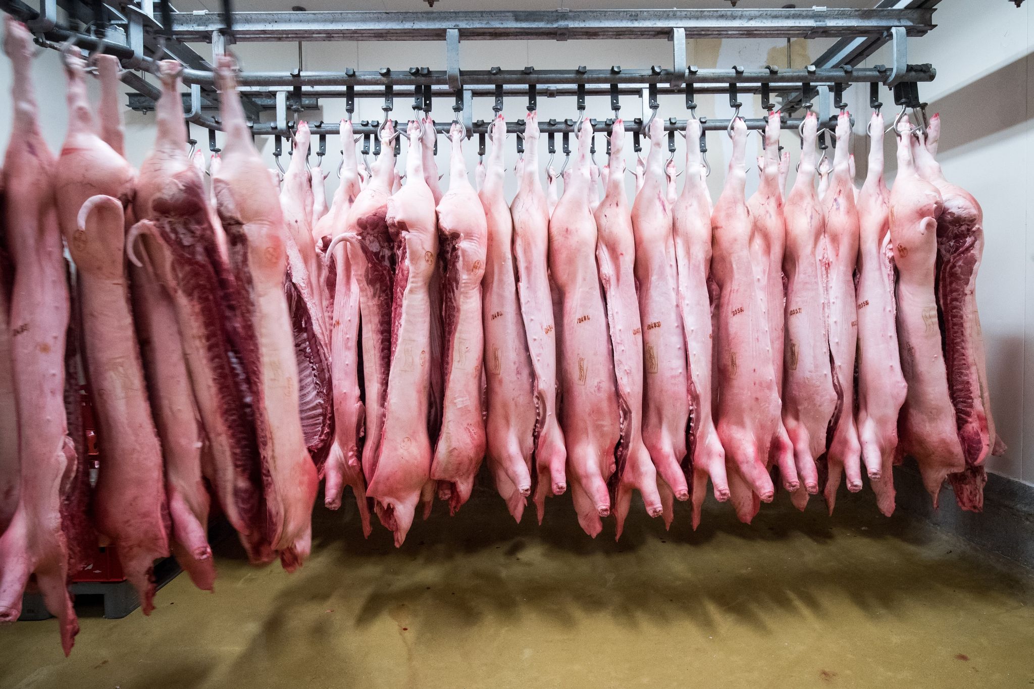 Nach Strafzöllen: China ermittelt gegen EU-Schweinefleisch